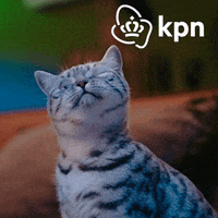 Hallo Party Animal GIF by KPN