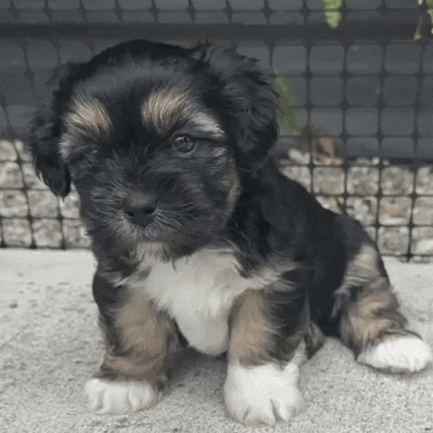 Cute Puppy What GIF by NZ Collab