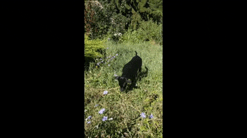 Love GIF