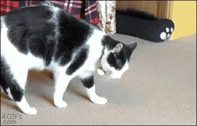 cat rolls GIF