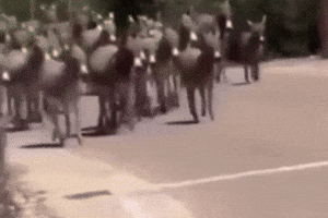 Kurdistan Donkey GIF