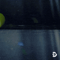 Discovery Channel Travel GIF by Shark Week