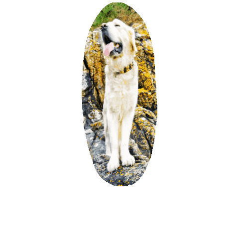 Dog Happydog Sticker by CollarCrafts
