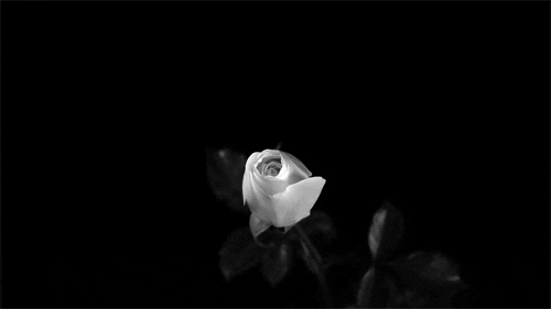 black and white GIF