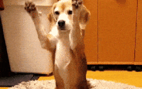 New trending GIF tagged video games dog puppy…