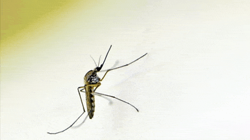Insect Mosquito GIF by U.S. Fish and Wildlife Service