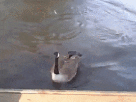 Wild Goose GIFs - Find & Share on GIPHY