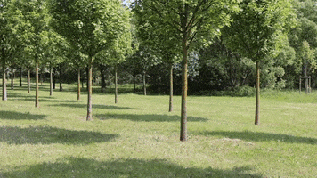 GIF by Adjewat