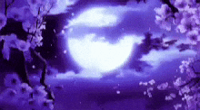 Zanzibar00010 GIF