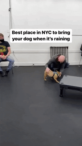 Sftd Nyc Dogs GIF by SchoolForTheDogs