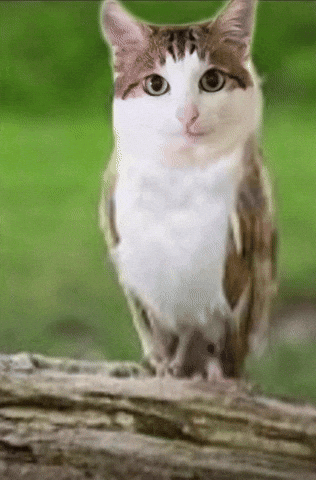 Baobao GIF