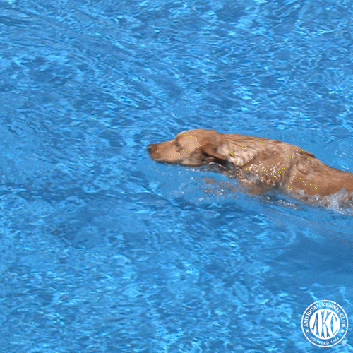 I Got It Swimming GIF by American Kennel Club