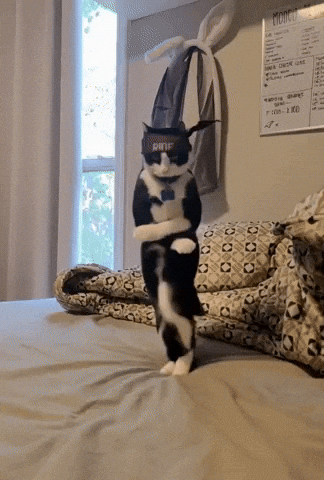 Thugxedocat GIF