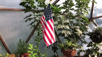 Usa GIF