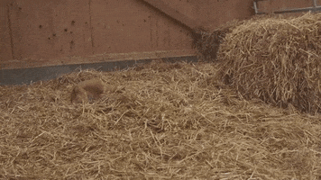dog playing GIF
