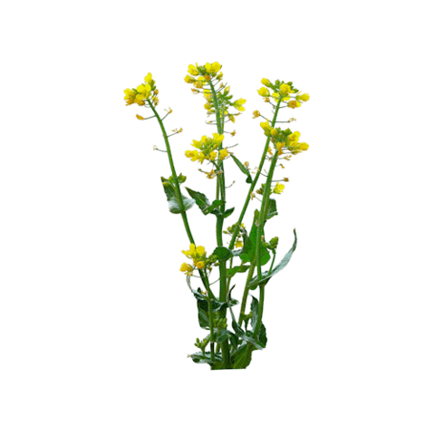 Westfälisch-Lippischer Landwirtschaftsverband e.V. Sticker