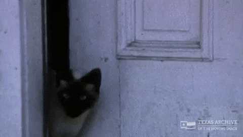 Angry Cat GIF by STAGEWOLF - Find & Share on GIPHY