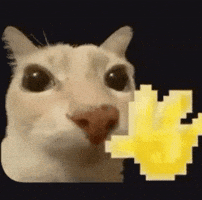 Cat Meme GIF