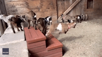 Goat Funny Animals GIF by Storyful