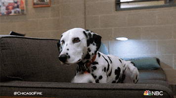 Chicago Fire Dog GIF by One Chicago