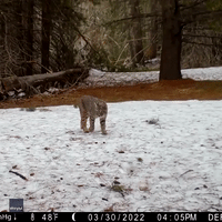 'It's Smelling My Footsteps': Trail Cam Captures Inquisitive Bobcat