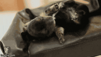 puppies tiny couches