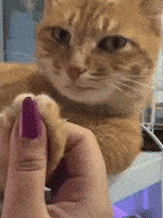 Cat Smile GIF