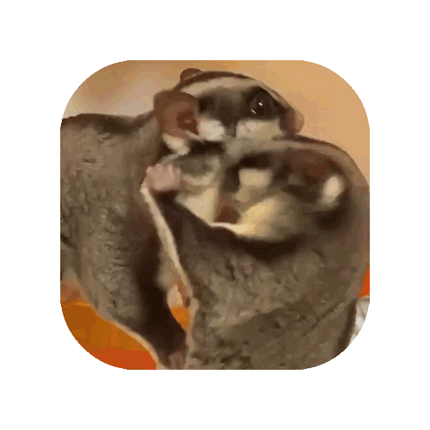 Sugar Glider Sticker