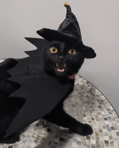 Black Cat GIF by SpoopyDrws