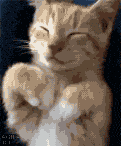 Hari ini Hari Kucing Internasional Posting GIF kucing yang lucu