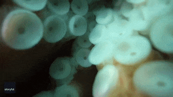 Water Octopus GIF by Storyful
