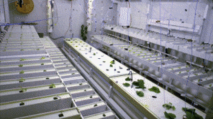timelapse rostliny GIF