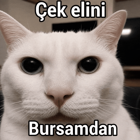 Bursa Kedy GIF