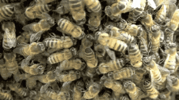 Swarm Of Honey Bees GIFs - Get the best GIF on GIPHY