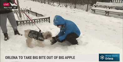 Dog Snow GIF by The Weather Channel