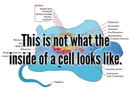 Cytoplasm GIFs - Find & Share on GIPHY