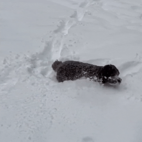 First Snow Dog GIF by Storyful