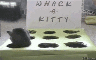 whack a kitty GIF