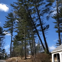 Intense Winds Topple Pine Trees Onto Massachusetts Road