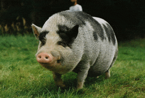 Vegan Pig GIF by život na louce
