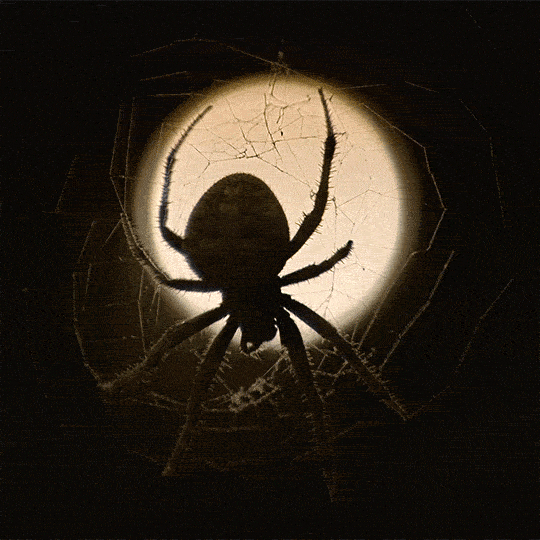Video gif. Large spider crawls around a spiderweb with a full moon shining through the web.