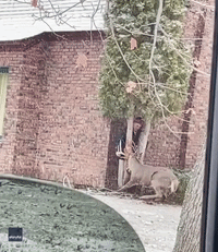 Montana Man Tries to Free Buck Stuck Between Tree Trunks