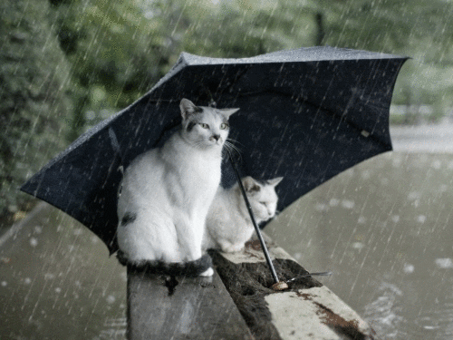 rain umbrella GIF