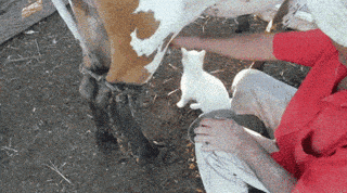 Giphy - milk GIF