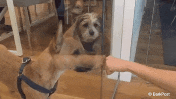 Dogs Puppy GIF by The BarkPost