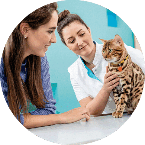 Nobivac Felv Sticker by MSD Família Pet