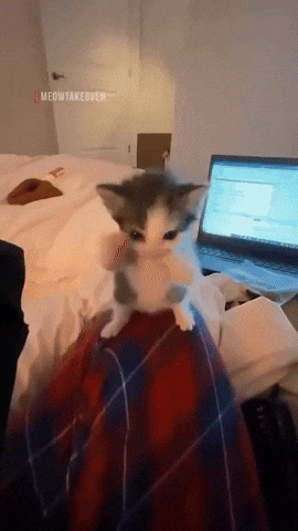 Dance Cat GIF