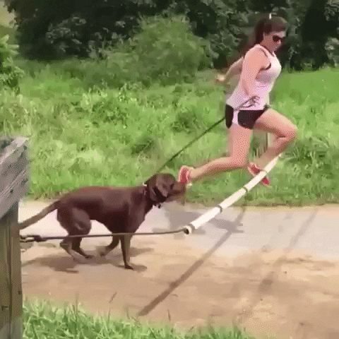 Dog Fail GIF - Find & Share on GIPHY