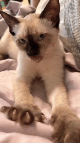 Cat GIF