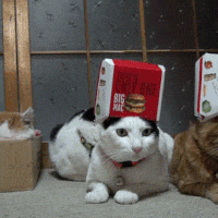 Cute Cats GIFs - Find & Share on GIPHY